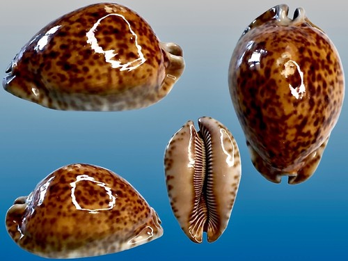 Cypraea stercoraria rusty - cypraea, f.