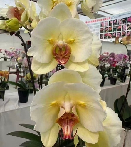 Orchidea phalaenopsis occhi - orchidea,