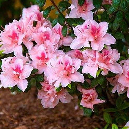 Belle azalea deciduous well - deciduous,