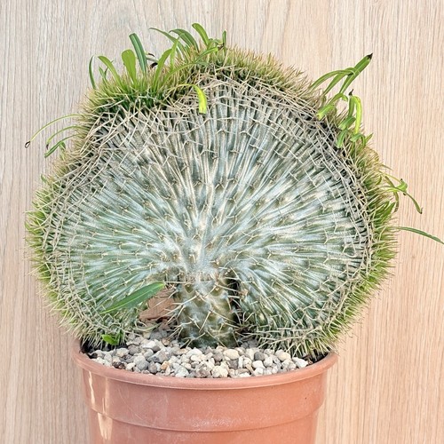 Pachypodium lamerei - , f