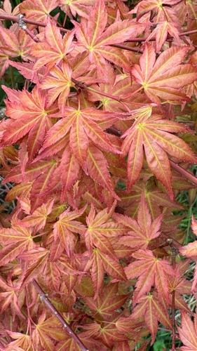 Beni tsukasa acer - tsukasa,