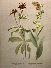 Incisione su legno piante