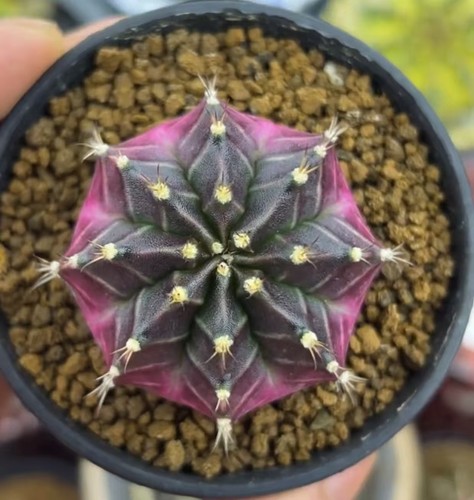 Gymnocalycium mihanovichi