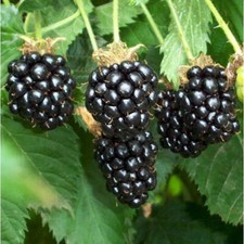 PIANTA DI MORA NERA GIGANTE  "