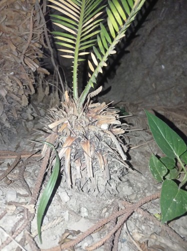 Cycas revoluta palme - cycas,