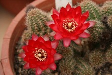 Chamaelobivia 'Lincoln warpaint' Hybride-Echinopsis,Trichocereus
