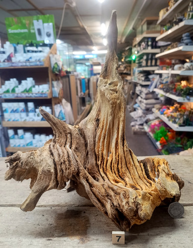 Derwen quercia bogwood 45 - derwen,