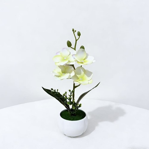 Pianta scrivania magnolia - pianta,