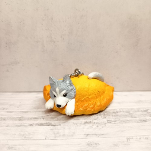 Miniatura husky cucciolo cane - miniatura,
