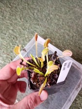 Pianta carnivora D. muscipula 'Inner red line', PIANTA VIVA(taglia M)