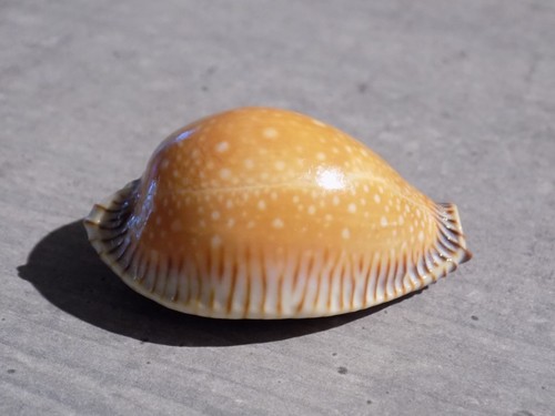 Coquillage new cypraea - :,