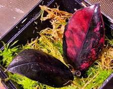 Zamioculcas zamiifolia nero - zamiifolia,