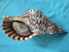 bellissima lumaca di mare