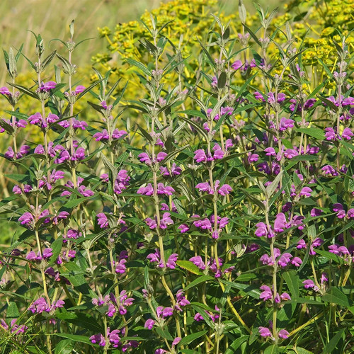 Phlomis herba venti - phlomis, –