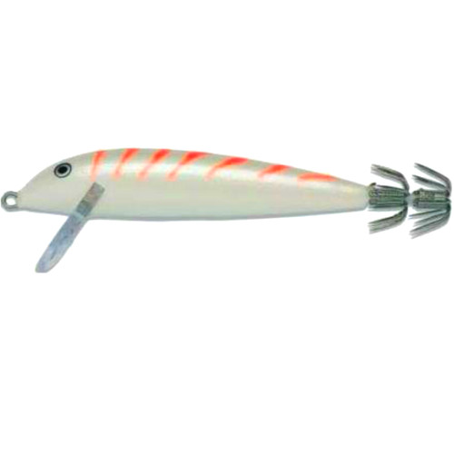 Totanara rapala squid - rapala,