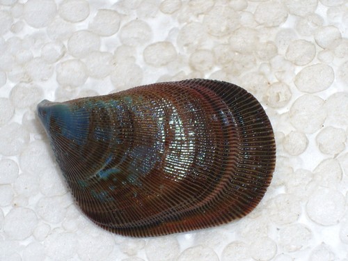 Septifer bilocularis special - septifer,