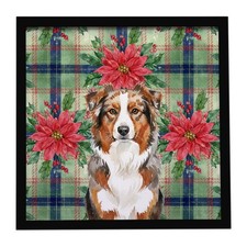 Red Merle Australian Shepherd