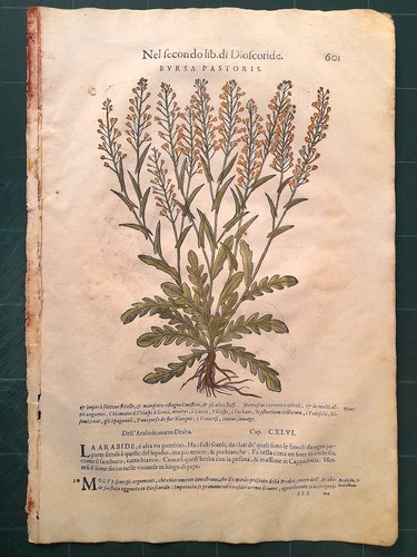 Mattioli matthioli erbario - erbario, a