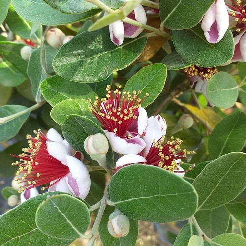 Feijoa acca sellowiana - feijoa, sellowiana"