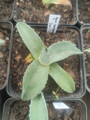 Agave ovatifolia dwarf - ovatifolia, 'dwarf'