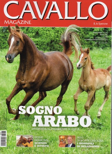 Cavallo 2018 376 sogno arabo - 376.sogno,