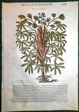 Stampa antica MATTIOLI MATTHIOLI erbario LUPINI botanica 1585 Antique print