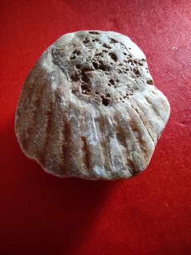 Conchiglia fossile