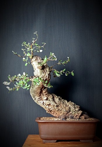 Sughera - , (quercus
