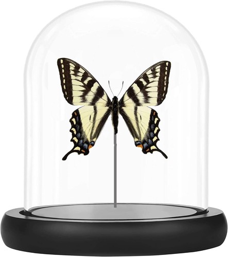 Papilio canadensis the - canadensis,,