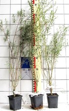 Salix purpurea "Gracilis" -