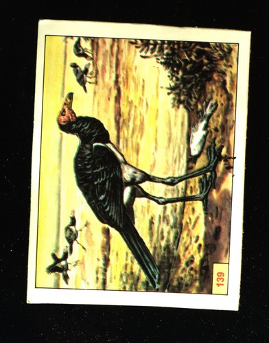 Animali preistorici - animali,