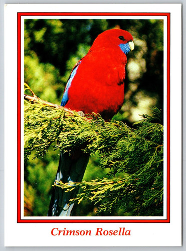 Crimson rosella parrot - crimson,