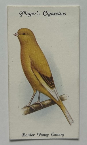 Giocatore aviaria uccellini - giocatore,