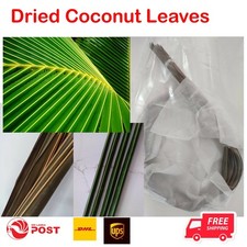 Foglie di Cocco Palma