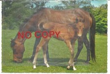 Ippica. Cavalla e puledro.