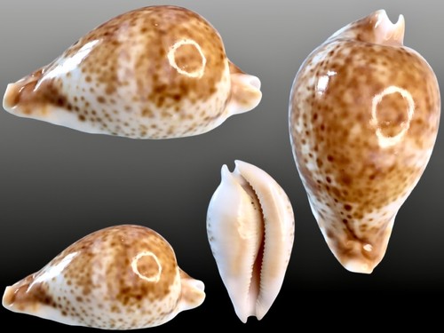 Cypraea umbilia hesitata w - umbilia, hesitata,