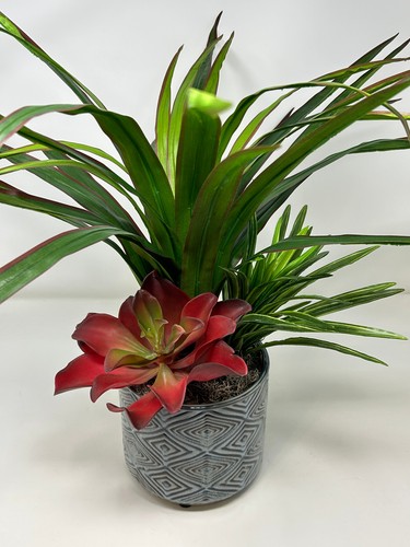Pianta seta yucca - di, 20"