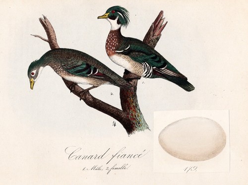Canard fiance anatre - fiance, uccelli