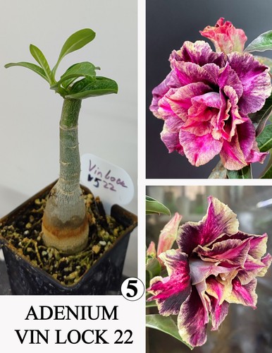 Adenium vin lock rosa di - vin,