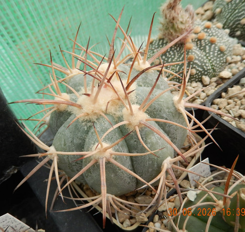 Echinocactus horizonthalonius