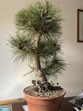 Pino Nero - Bonsai Pinus Nigra
