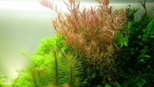 rotala rotundifolia  5 steli - Piante a Crescita Veloce per acquario dolce