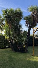 Yucca elephantipes xxl - elephantipes,