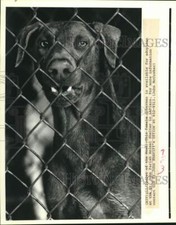 1988 Foto Stampa Femmina