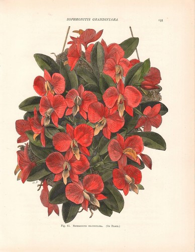 Stampa antica fiori orchidea - antica,