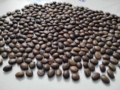200 semi formosan - 🌱200, di