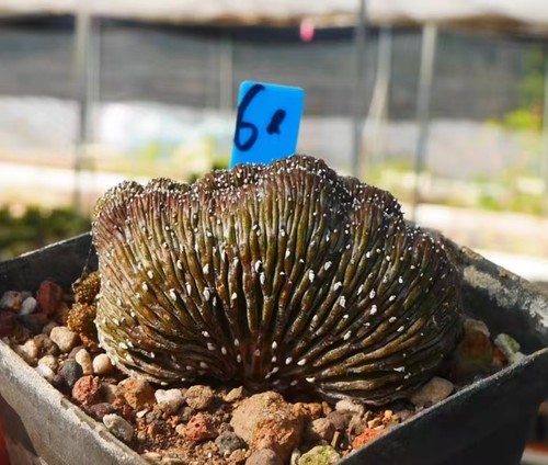 Rare cacti succulentlive - cacti,