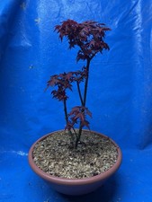Bonsai Acero Palmato Rosso In