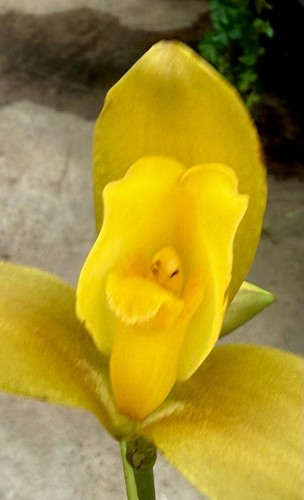 Lycaste libertys woody shine - lycaste, shine'