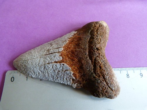Dent fossile requin otodus - de,